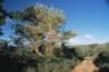 Cerrado vegetation, Minas Gerais