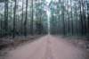 Eucalyptus plantation, MG 