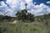 A vereda, Minas Gerais 