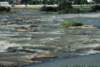 Cast-net fishing in the Buritizeiro rapids 