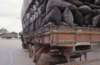 Charcoal trucks, MG 